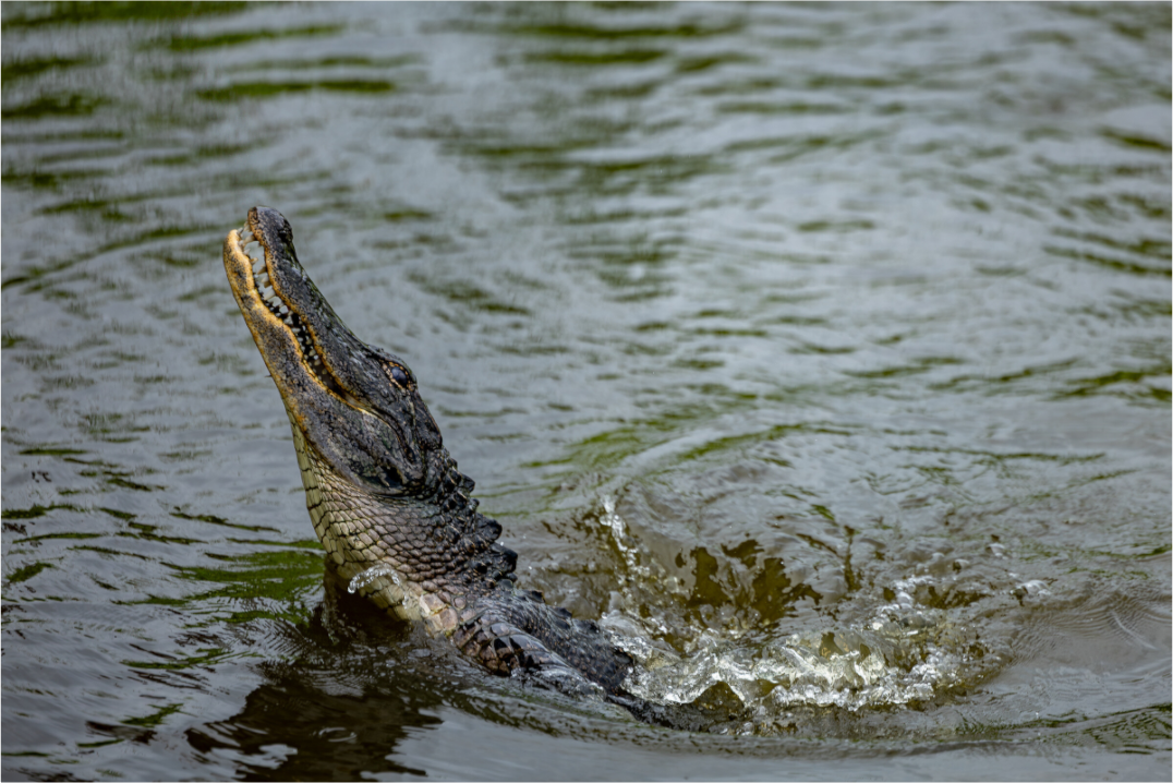 Jumping Gator