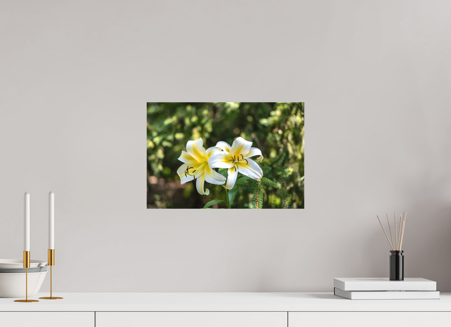 Gold Band Lily