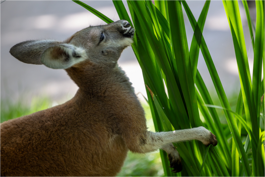 Kangaroo