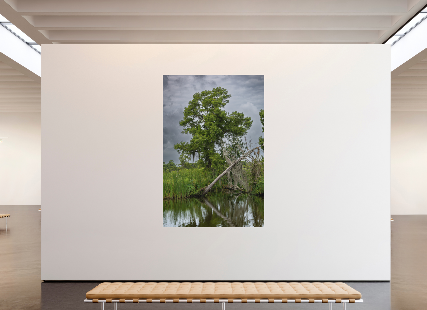 Lafitte Swamp Cypress