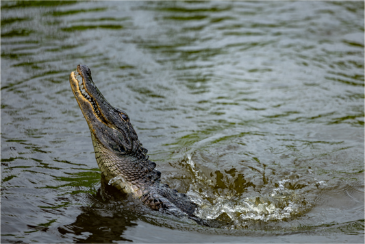 Jumping Gator