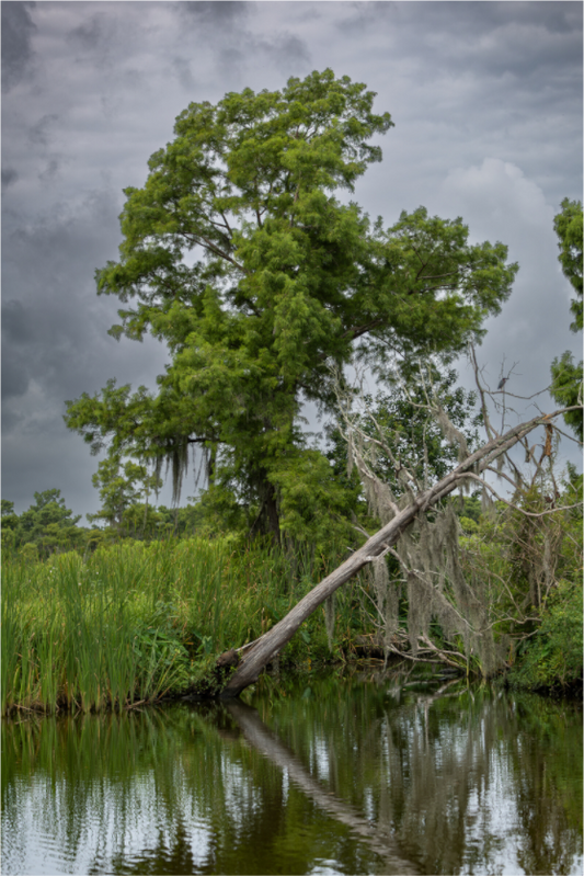 Lafitte Swamp Cypress
