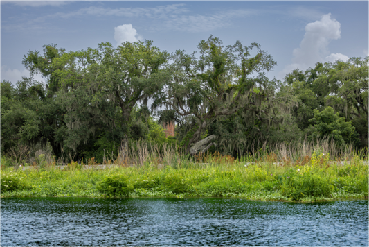 Lafitte Swamp with Visible Structure