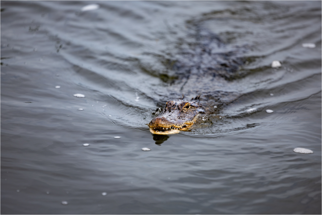American Alligator