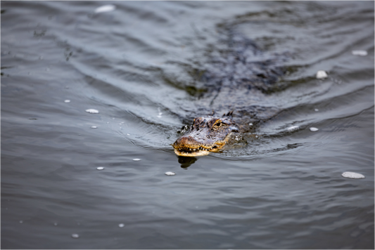 American Alligator