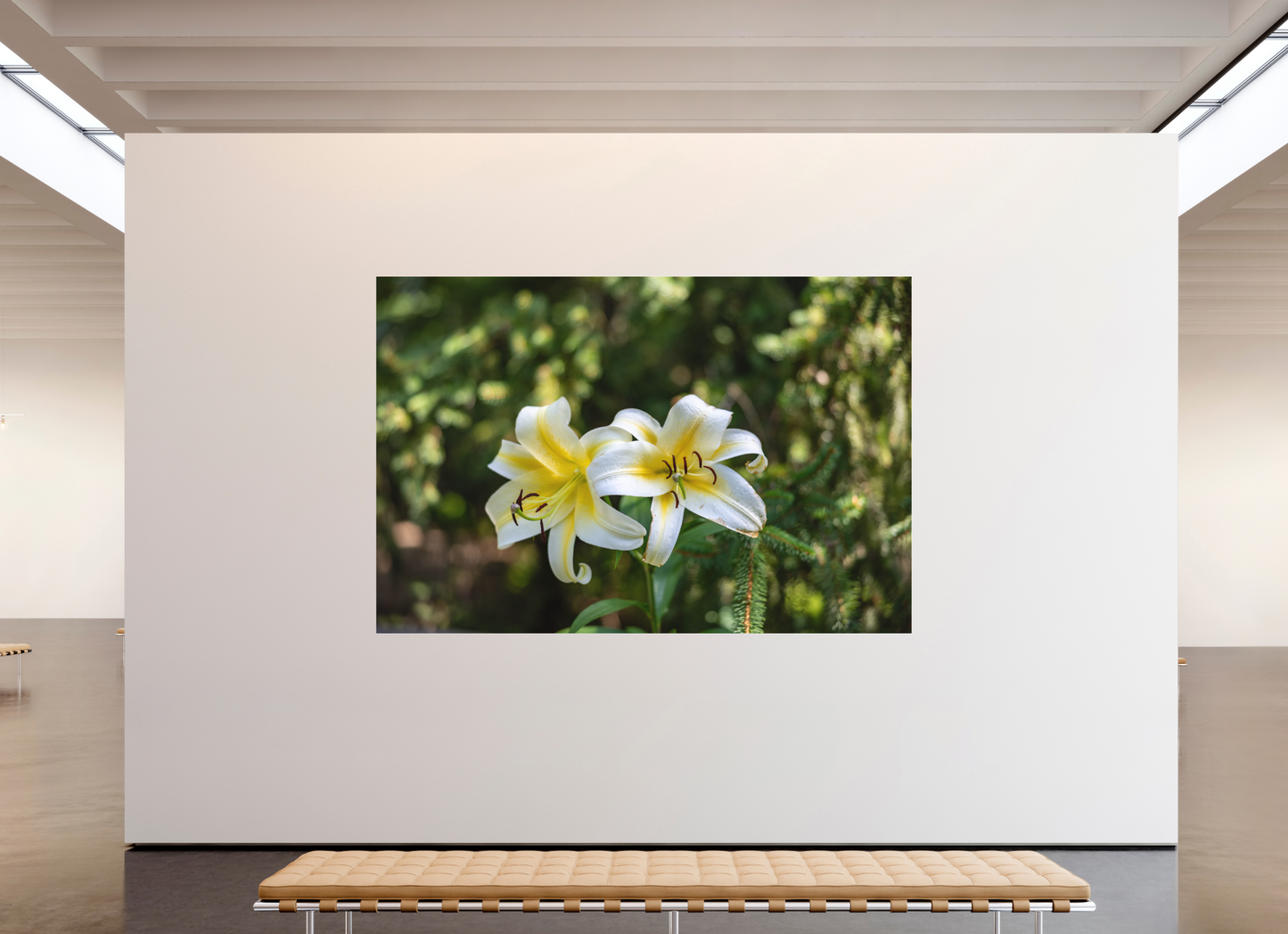 Gold Band Lily