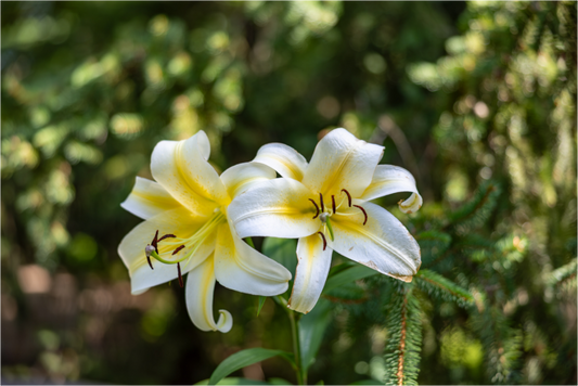 Gold Band Lily