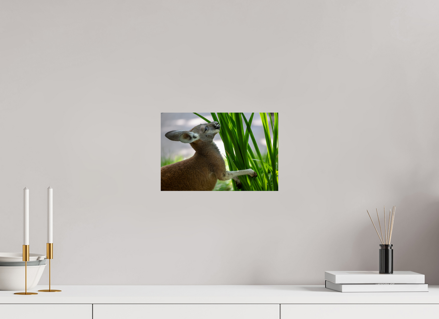 Kangaroo