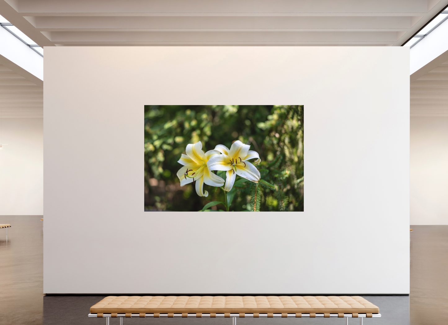 Gold Band Lily