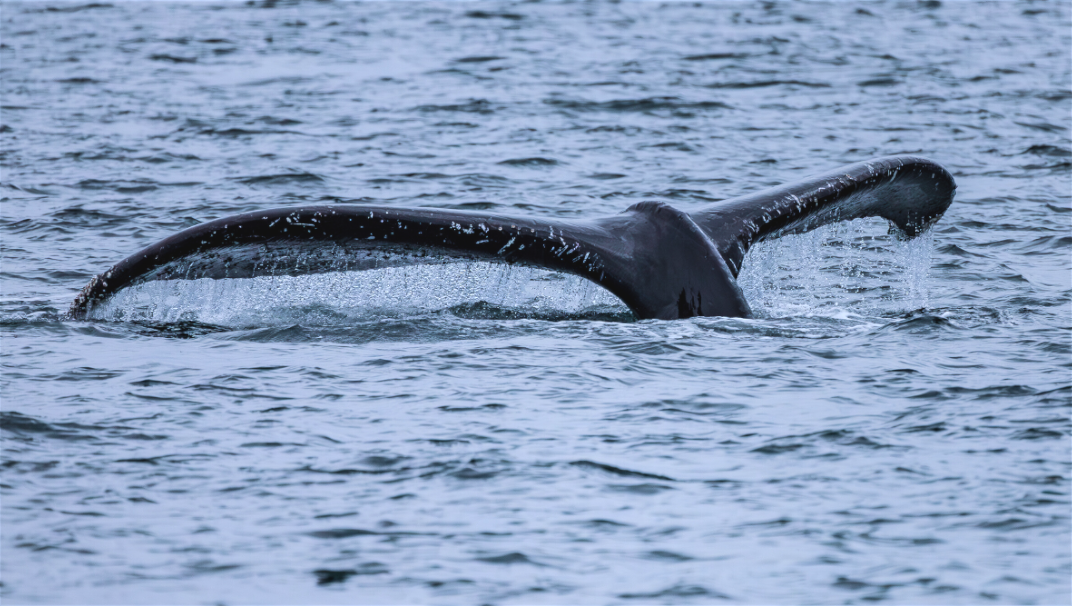 Whale Tail