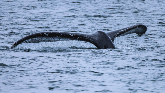 Whale Tail