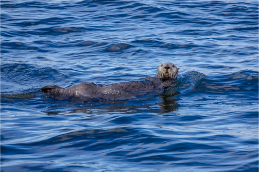 Sea Otter