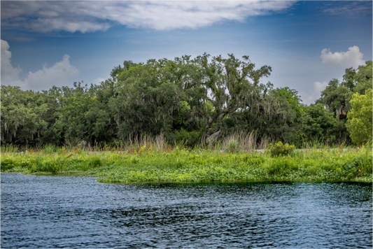 Lafitte Bayou