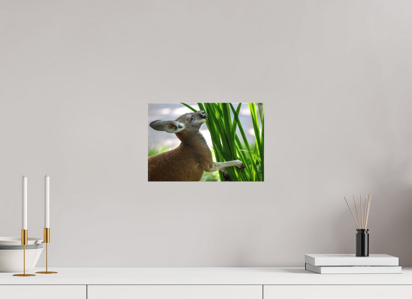 Kangaroo