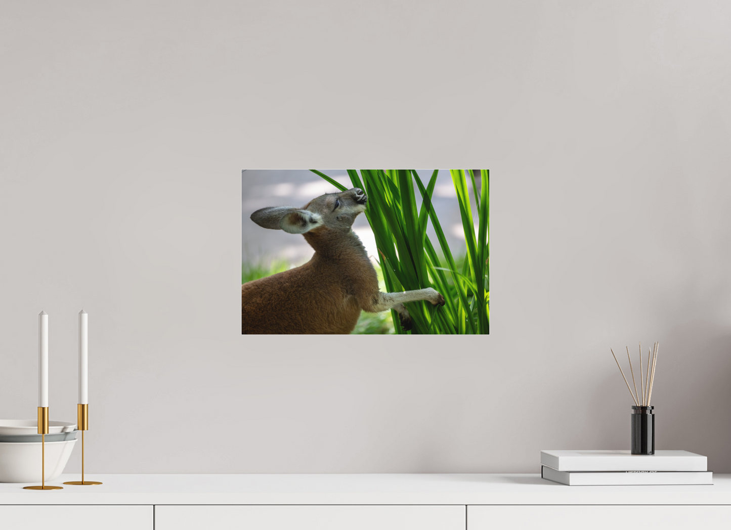 Kangaroo